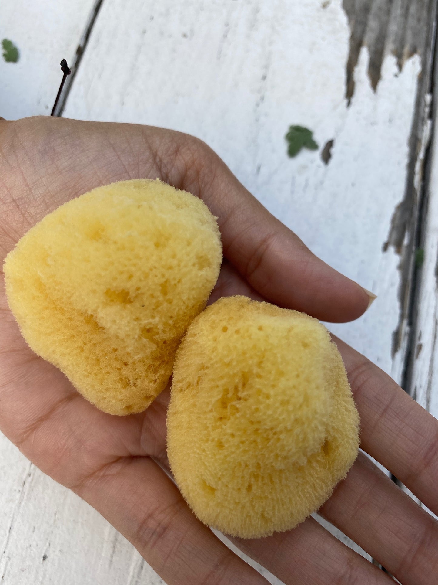 Sea Silk Cosmetic Sponge